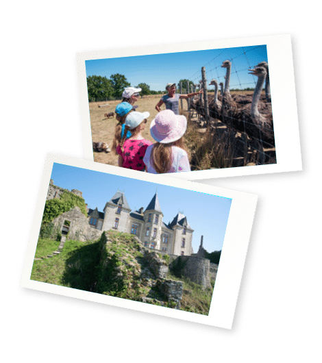 sevre-autruche-chateau-bressuire-j1