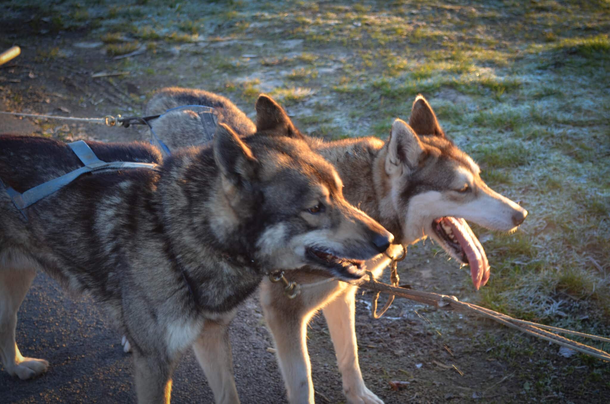 rencontre-avec-les-loups