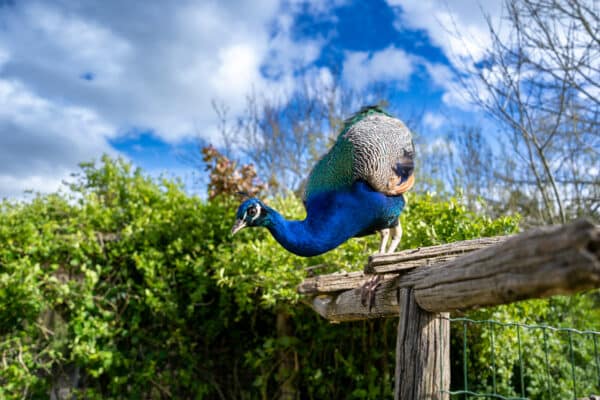 oiseaux-du-marais-poitevin