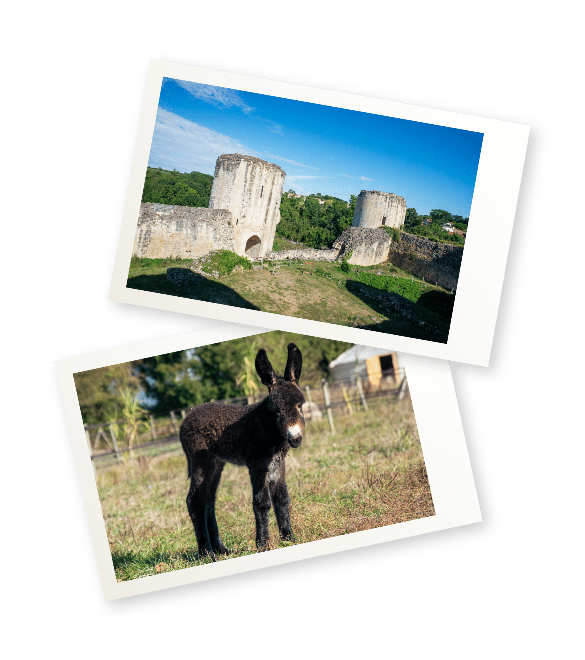 chateau-coudray-salbart-parc-du-coq_a_l_ane