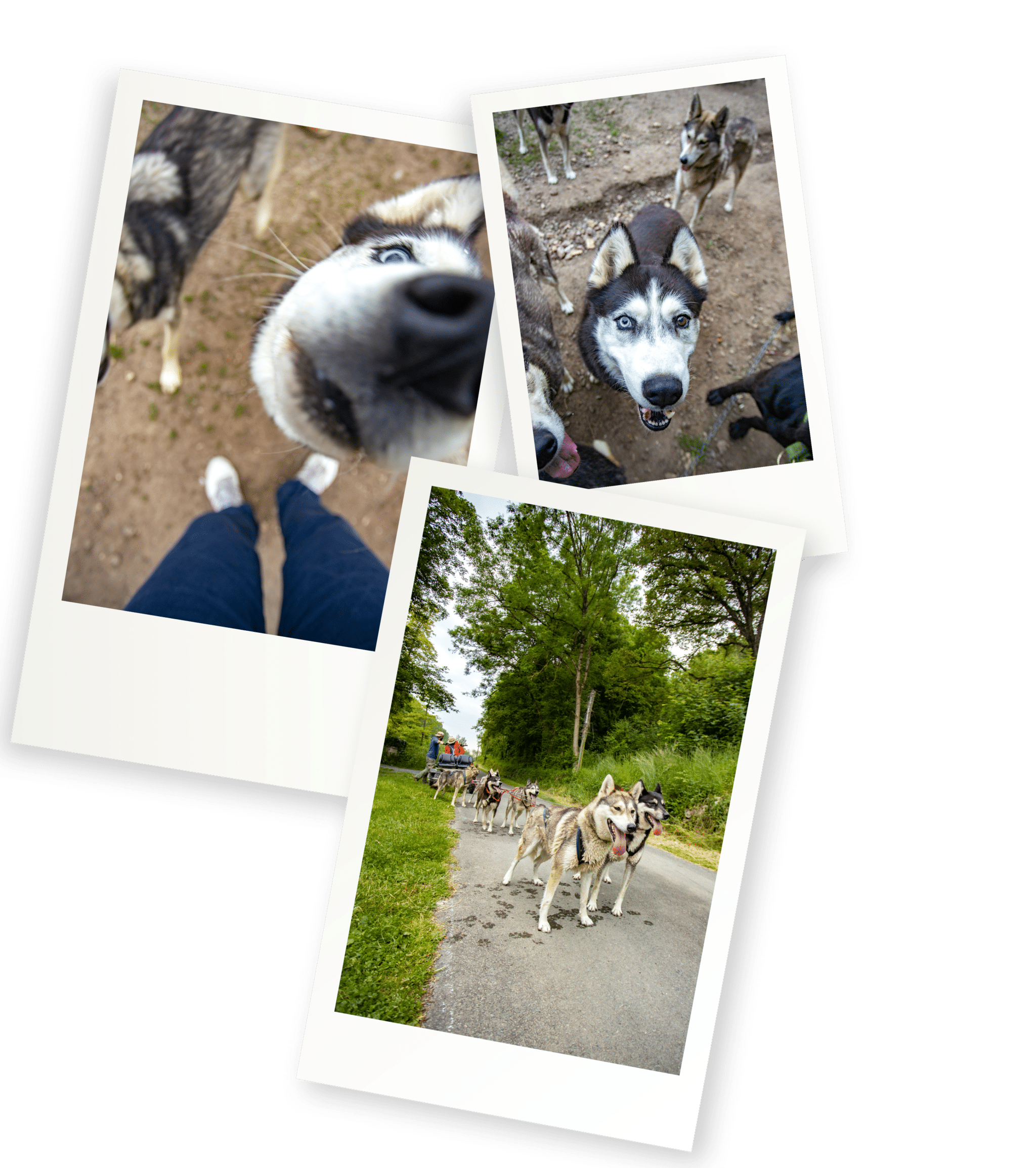 ma-rencontre-avec-les-loups