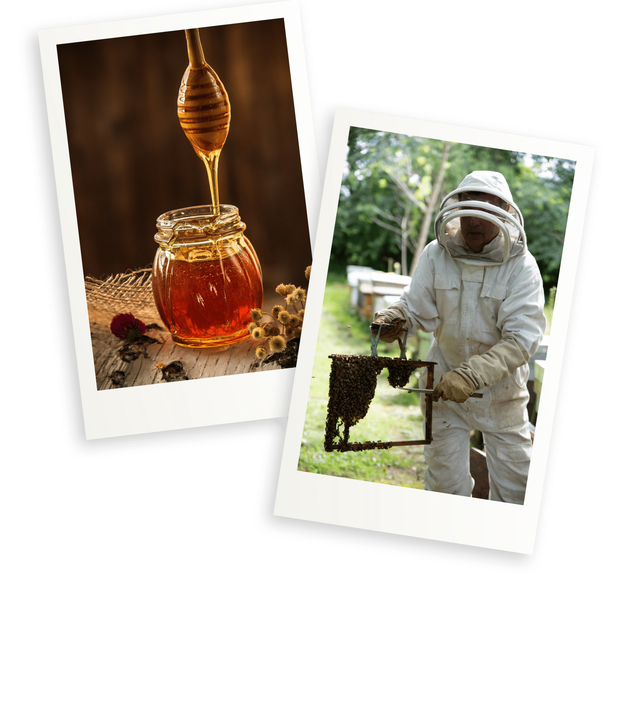 miel-apiculteur