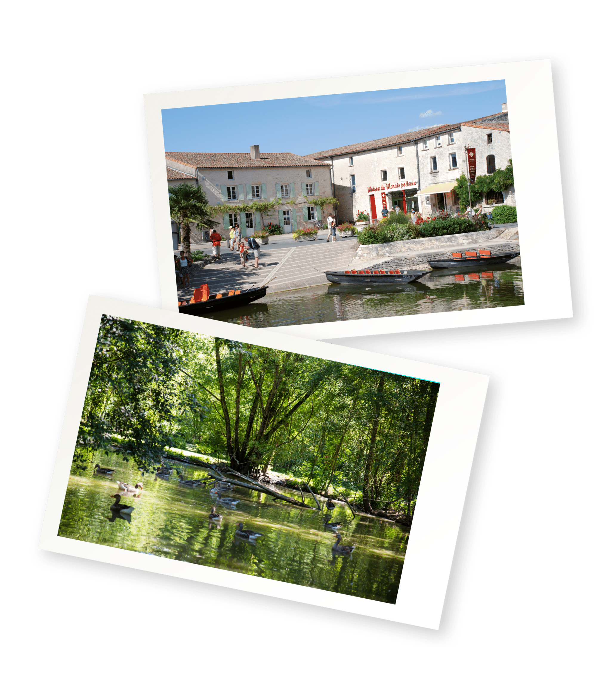 maison-du-marais-poitevin-parc-oiseaux-du-marais