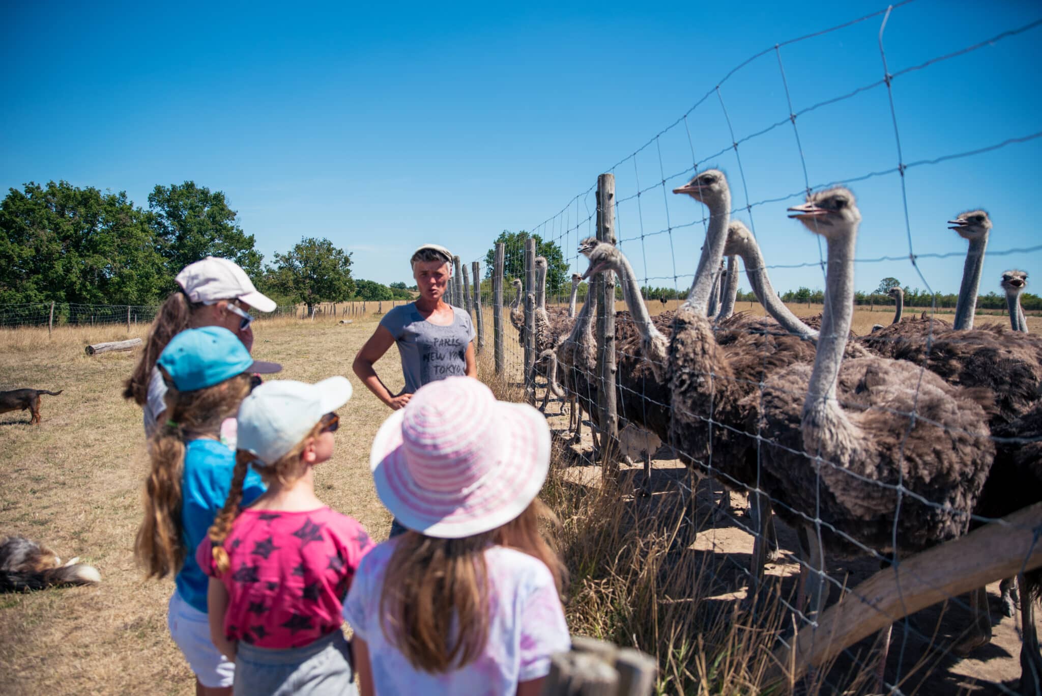balade-des-autruches