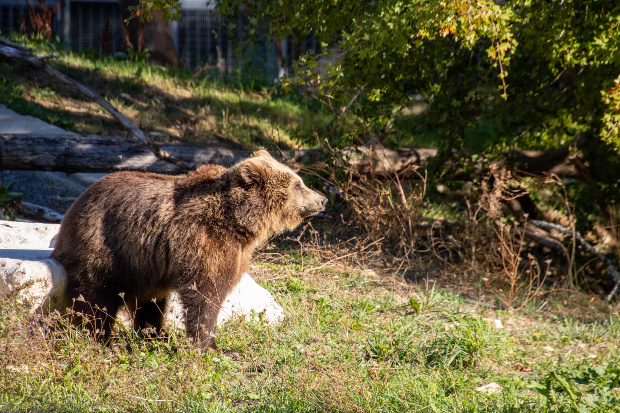 Zoodyssée, parc animalier en Deux-Sèvres