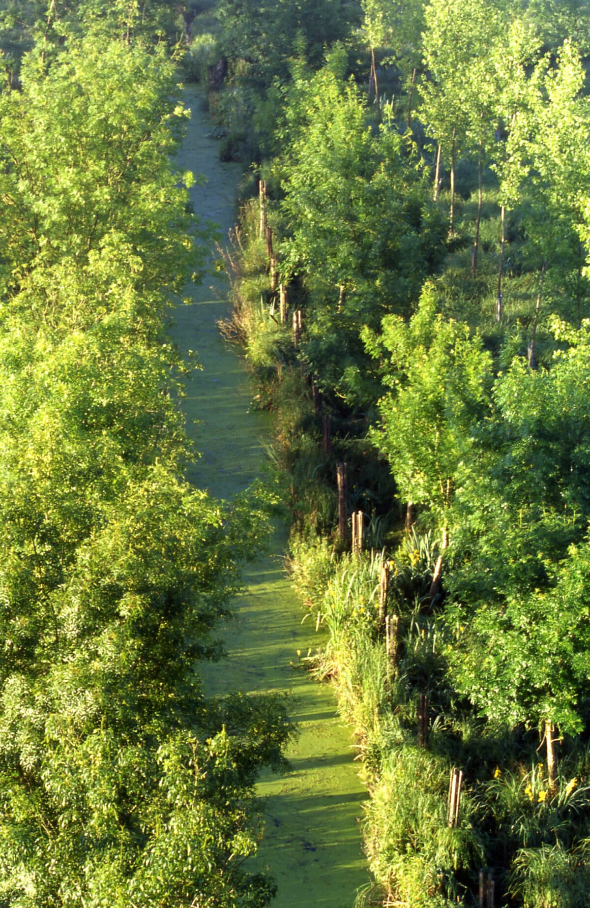 Marais Poitevin vue du ciel