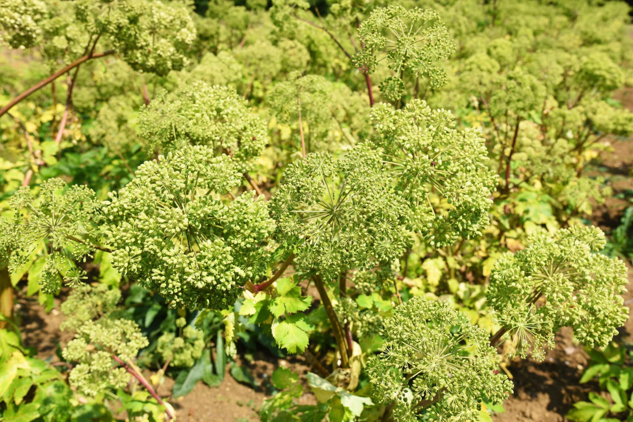 Angélique, La culture de l’angélique dans le Marais poitevin