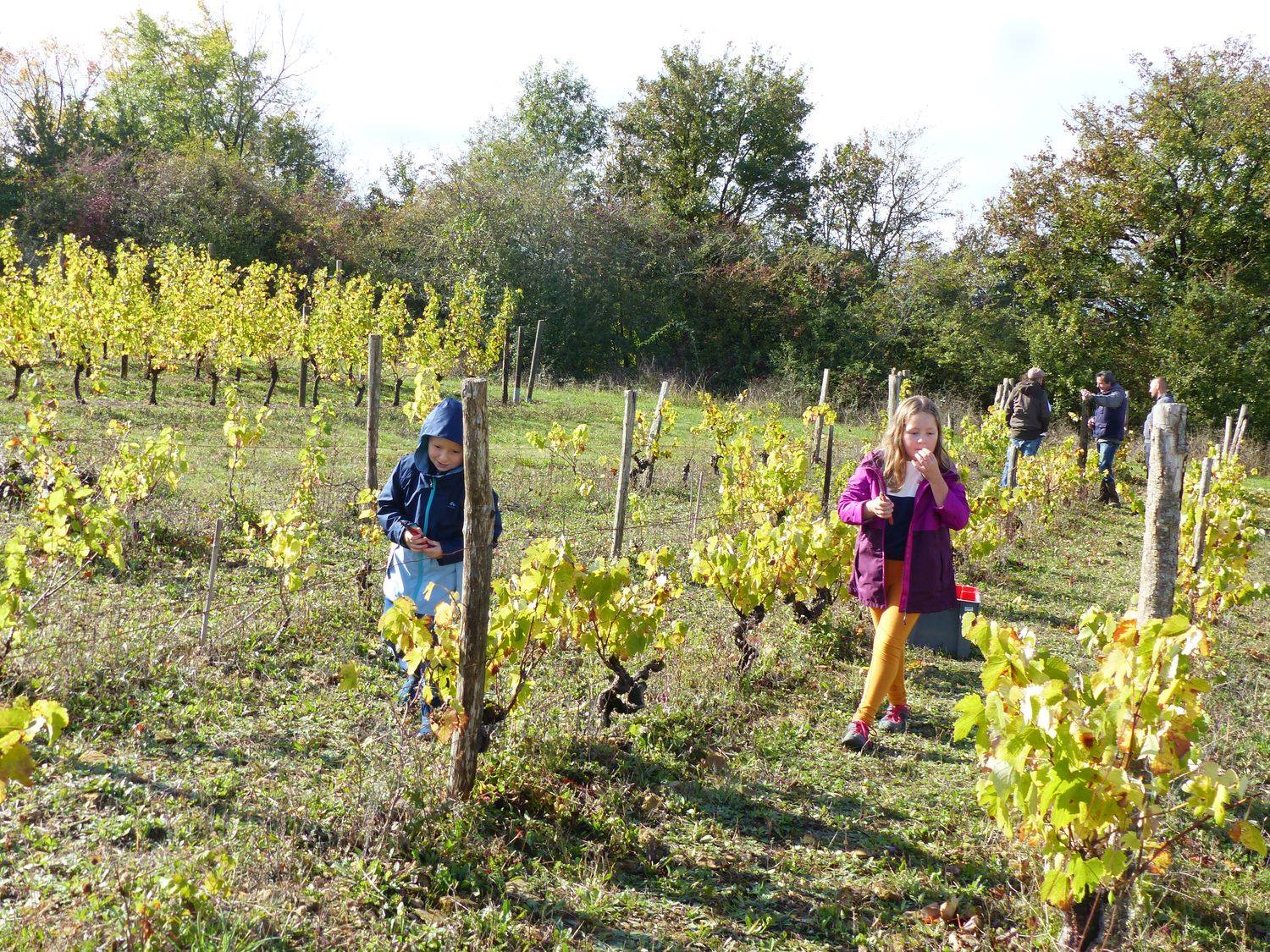 festival des vendanges à pamproux