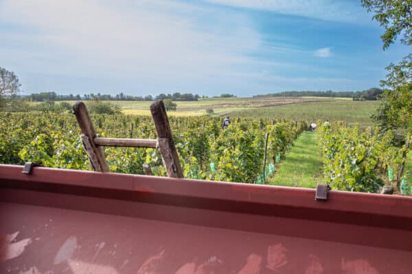 Vendange dans le Thouarsais