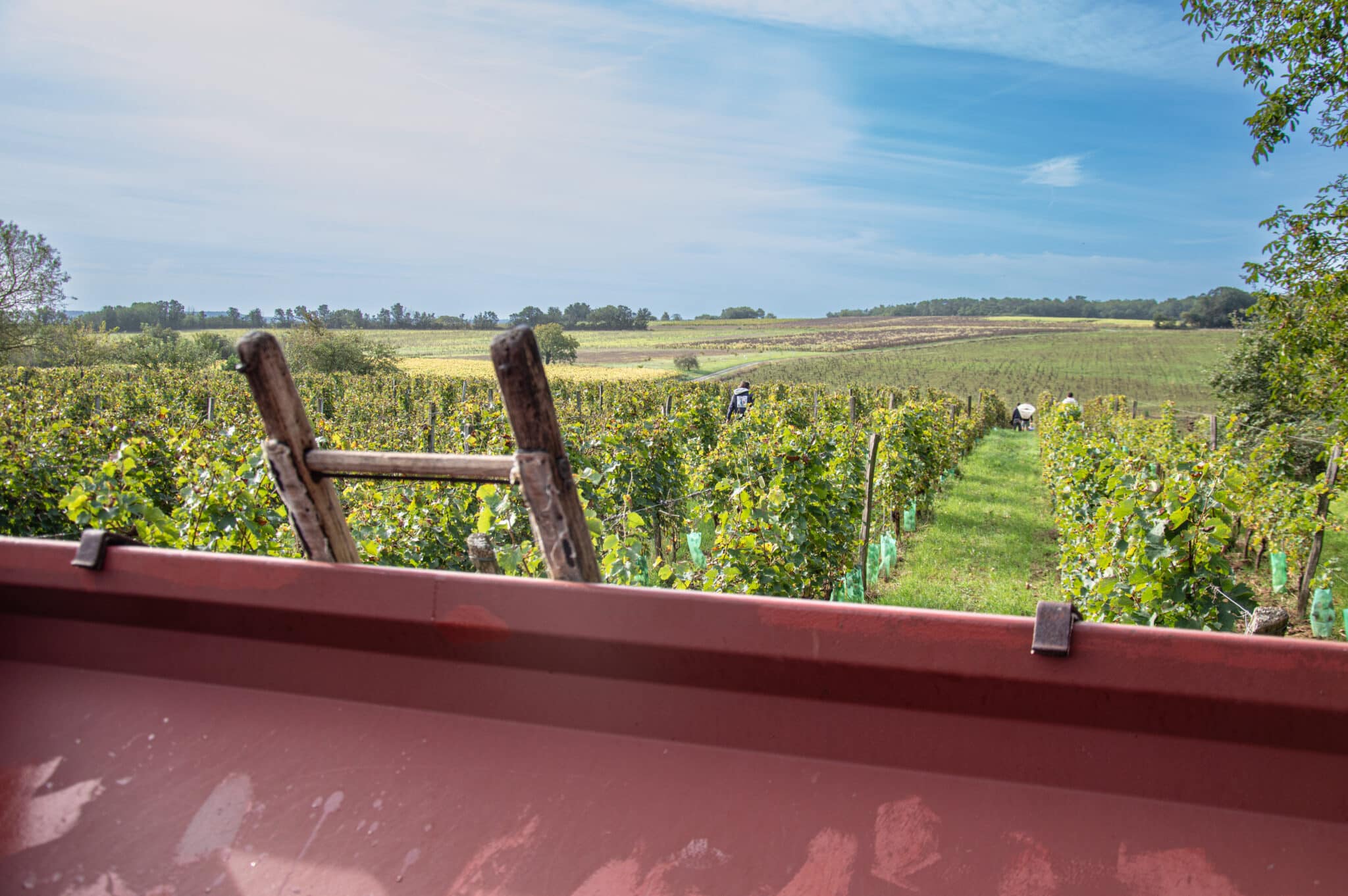 Vendange dans le Thouarsais